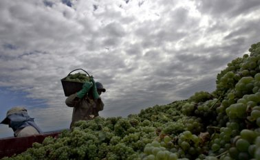 El país austral produce 11,9 millones de hectolitros. Archivo