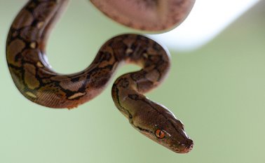 Serpiente pitón. AFP