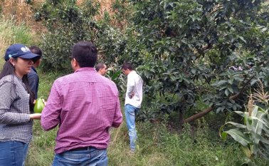 El aguacate Lorena y choquette, producido en la provincia de Ocaña, también llega al interior del país y puede exportarse.
Cortesía