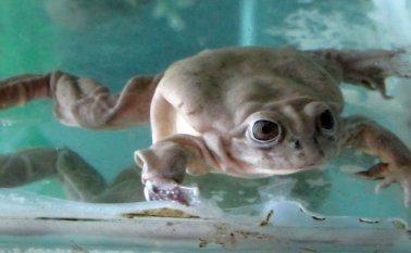 Esta especie, que puede medir entre 35 y 40 cm y pesa 800 g en promedio, se caracteriza por tener la cabeza redondeada, su frente ancha y aplanada, con una piel suave y holgada que cuelga con pliegues desprendidos. AFP