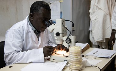 La infección con virus Zika, el dengue, el chikungunya y la fiebre amarilla son cuatro enfermedades transmitidas al hombre por la misma especie de mosquito, el llamado Aedes aegypti. AFP