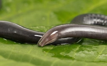 Nueva especie de cecilia descubierta en el municipio de El Carmen de Chucurí, Santander. Felipe Villegas – Instituto Humboldt