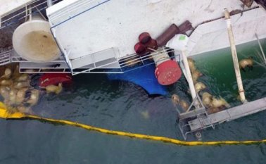 Esta catástrofe reavivó el debate sobre el transporte de animales vivos desde Rumania, uno de los principales proveedores de ovejas para los países árabes. @DefensaAnimal