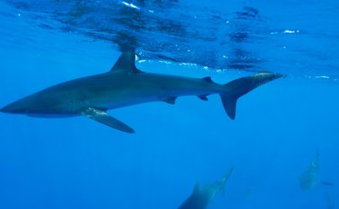 Los tiburones son animales encargados de eliminar las especies enfermas y débiles del ecosistema marino. Colprensa