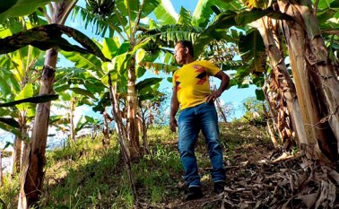 Las 18 familias campesinas de Ocaña y Ábrego que recibirán el subsidio integral directo de la reforma agraria (Sidra), formulado en el 2014, los utilizarán para cultivar maíz, yuca y plátano. Cortesía