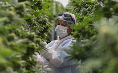 Las empresas fabricantes podrán importar la materia prima, siempre que semielaborada, y no la planta ni partes de ella. Archivo