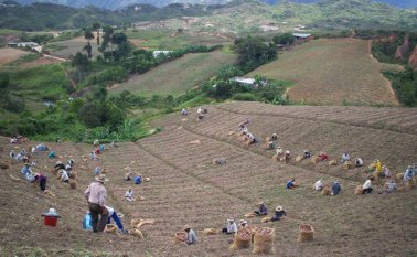 Fedeprocap es una organización de segundo nivel que trabaja con 2.230 pequeños productores de los municipios de Convención, San Calixto, el Tarra, Teorama, el Carmen, Hacarí, Sardinata, La Playa, Abrego, La Esperanza y Ocaña. Archivo