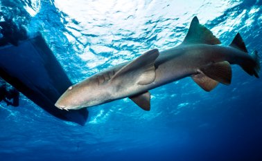Los ministerios de Agricultura y Ambiente deberán presentar un informe detallado de los últimos cinco años sobre la pesca de dichas determinadas especies marítimas. Colprensa
