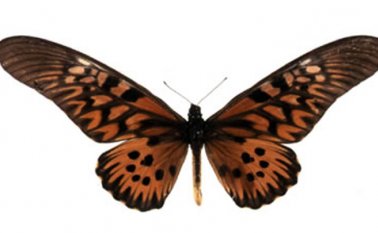 Museovirtual.csic.es