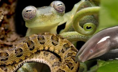 Los principales descubrimientos de animales en Latinoamérica: una extraña especie de anfibio en Colombia, el año de los reptiles en el Perú y lluvia de ranas de Ecuador. Mongabay Latam