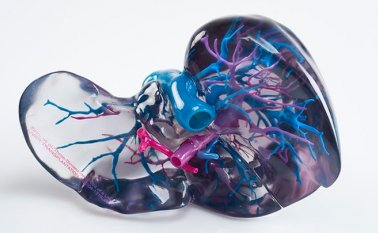 Hígado artificial. Colprensa