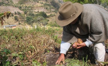 En Boyacá la papa no está creciendo de la manera regular, a causa del clima. Archivo