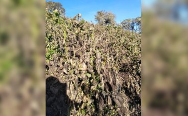 En Silos se tienen previsto trabajar en planes de contingencia que permitan mitigar las afectaciones en los cultivos producto de las heladas que mantienen en alerta roja a cinco municipios de Norte de Santander.  Cortesía