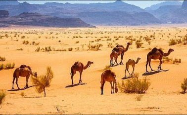Actualmente Australia tiene la mayor población de camellos del mundo, más de un millón, según algunos expertos. @ManuB72179071