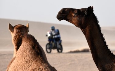 Un motociclista que participa en el Dakar 2020 pasa junto a camellos durante la etapa 10, entre Haradh y Shubaytah, en Arabia Saudita, este miércoles.
AFP