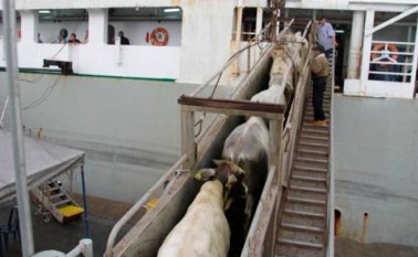 Habrán más embarcaciones en febrero y marzo de este año. @ElUniversalCtg