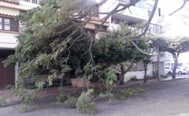 No es la primera vez que un árbol obstaculiza la vía de la urbanización Sayago. Cortesía