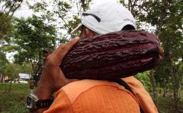 Faltando los datos de diciembre, se prevé un cierre de año cercano a las 9.000 toneladas. Archivo