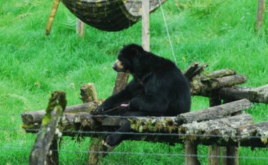 Se hace necesario que el oso se mantenga en cautiverio para su cuidado y protección, según la Corte. Archivo