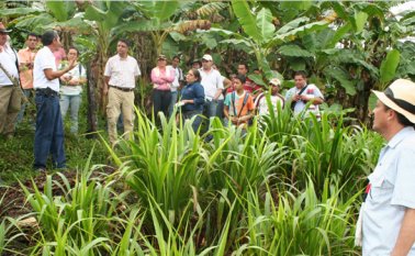 Unos 1.000 títulos de tierras serán entregados también a familias campesinas de La Gabarra y Paccelli.
Archivo La Opinión