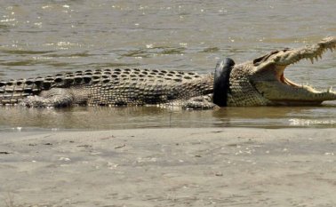 La agencia no dio detalles sobre la recompensa, pero su jefe dijo que la pagaría de su bolsillo. AFP
