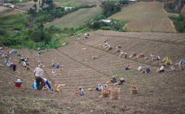Miles de familias del Norte de Santander viven del cultivo de la cebolla Archivo La Opinión