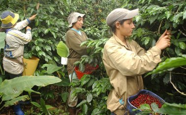 Sector agrícola. Archivo La Opinión