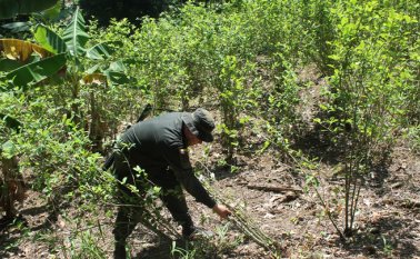La producción potencial de cocaína pura aumentó ligeramente un 8% a 951 toneladas métricas en 2019, según la ONDCP. Archivo