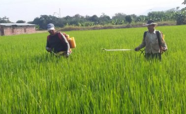 En la vereda Restauración, del corregimiento de Buena Esperanza, los labriegos siguen con sus actividades agrícolas con normalidad.
Cortesía