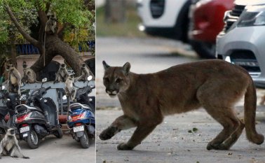 Monos en un estacionamiento de motocicletas durante la cuarentena preventiva en Ahmedabad, India. Un puma deambula por las calles desiertas de Santiago de Chile. AFP