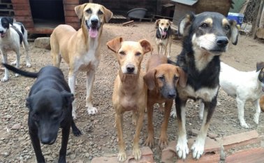 87 perros reciben comida y asistencia médica en la Fundación Manantial. Cortesía