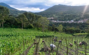 Los productores de frutas y verduras informaron que están implementado todos los protocolos de seguridad para la cosecha. Cortesía