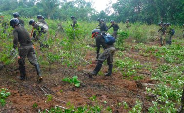 La erradicación de cultivos ilícitos se mantiene en la zona rural de Sardinata, razón por la cual los campesinos siguen con sus protestas. Cortesía