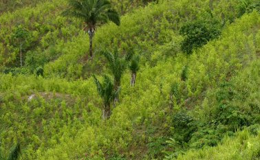 Cultivos ilícitos. Colprensa