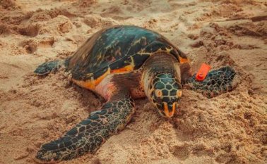 Las condiciones de la tortuga carey preocupan a las autoridades ambientales colombianas. Colprensa.