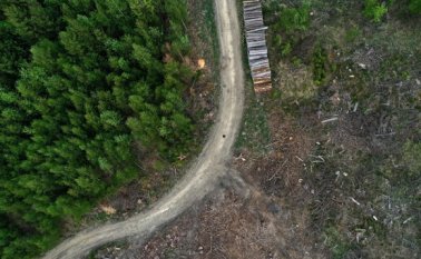 Abetos talados que sufren estrés por la sequía en el bosque cerca de Iserlohn, Alemania occidental, el 28 de abril de 2020. Colprensa.