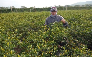 El aislamiento obligatorio decretado por el Gobierno Nacional, ha extremado los protocolos de salubridad para entregar un producto idóneo. Colprensa.