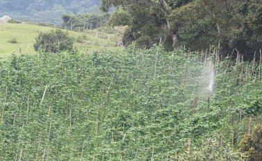 en Cácota la alcaldía impulsa los cultivos de arveja, frijol, habas y maíz entre otros productos. cortesia