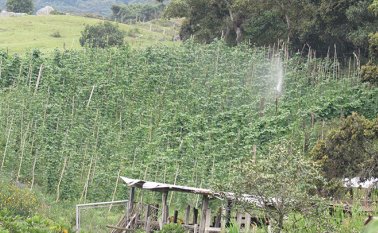 En Cácota la alcaldía impulsa los cultivos de arveja, frijol, habas y maíz entre otros productos. Roberto Ospino La Opinión