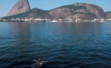 Una tortuga nada en la Bahía de Guanabara Rio de Janeiro (Brasil). Antonio Lacerda - EFE