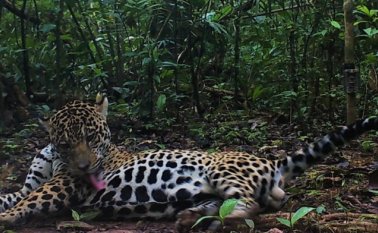 Esta imagen, captada con una cámara trampa en el Parque Nacional Güeppi-Sekime, fue obtenida en el segundo ingreso al campo en el 2019. Foto: WWF Perú.