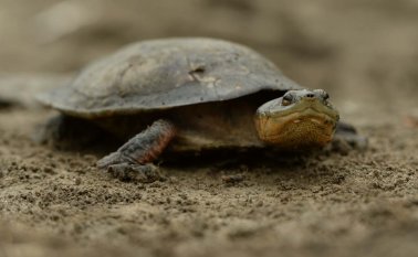 Foto: Pato Salcedo /WCS