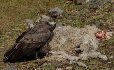 El cóndor andino en la Lista Roja de la Unión Internacional para la Conservación de la Naturaleza (UICN) está en la categoría de Casi Amenazado. Foto: Rob Wallace/WCS