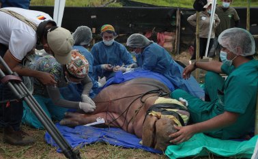 Se estima que hay entre 80 y 90 hipopótamos en Colombia. Colprensa.