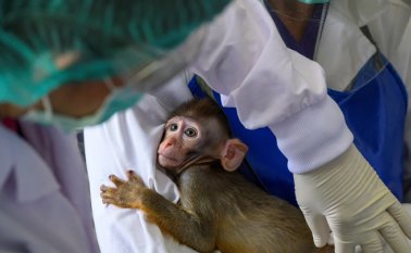 Un mono bebé de laboratorio siendo examinado por empleados del centro de cría de macacos, en el Centro Nacional de Investigación de Primates de Tailandia. Después de resultados concluyentes en ratones, científicos tailandeses han comenzado a probar un nuevo candidato a la vacuna contra el coronavirus. AFP