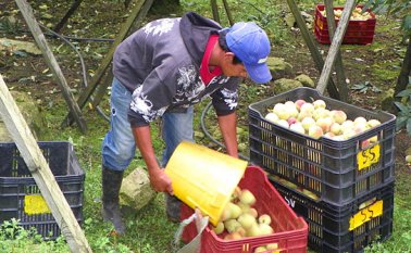 La plaga de la mosca del Mediterráneo afecta los cultivos frutales y causa grandes pérdidas a los productores. Archivo La Opinión