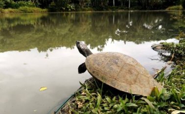 3.326 (41,67%) de ellos ya fueron identificadas y 4.649 (58,33%) están en proceso de identificación. Colprensa.