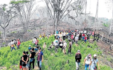 Cultivos Ilícitos Archivo La Opinión