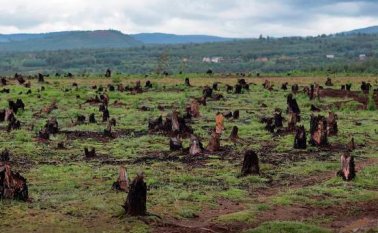La deforestación, entre enero y abril de 2020, arrasó 75.000 hectáreas de bosques en la Amazonía colombiana. Colprensa.