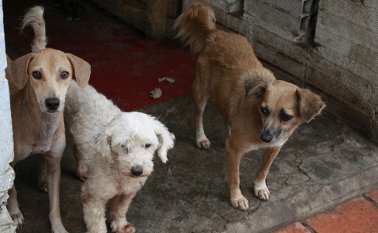 Archivo / La Opinión